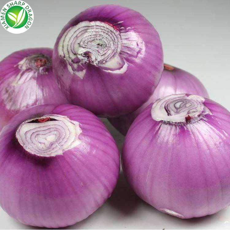 XMSD fresh onions for sale bulk onion supplier