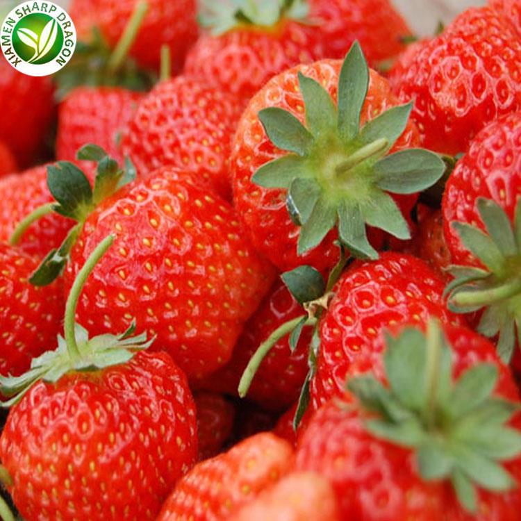wholesale strawberry with best price 