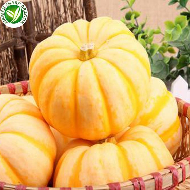 mini pumpkins in bulk