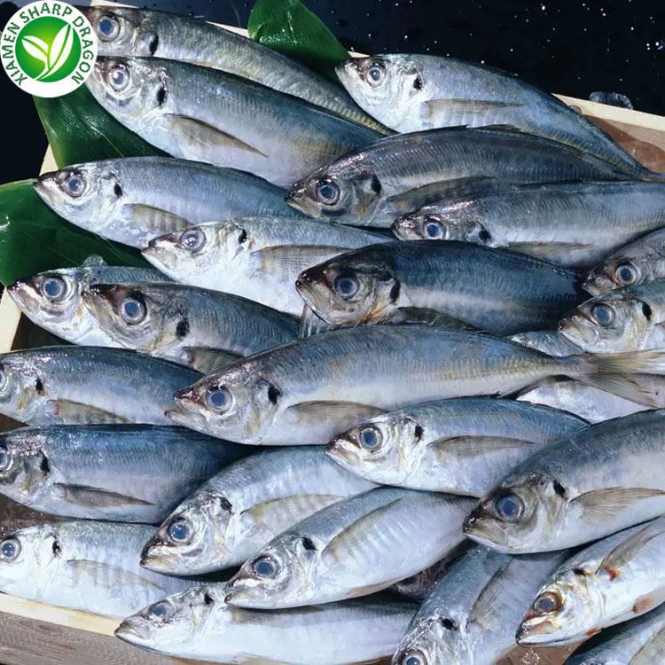 frozen horse mackerel