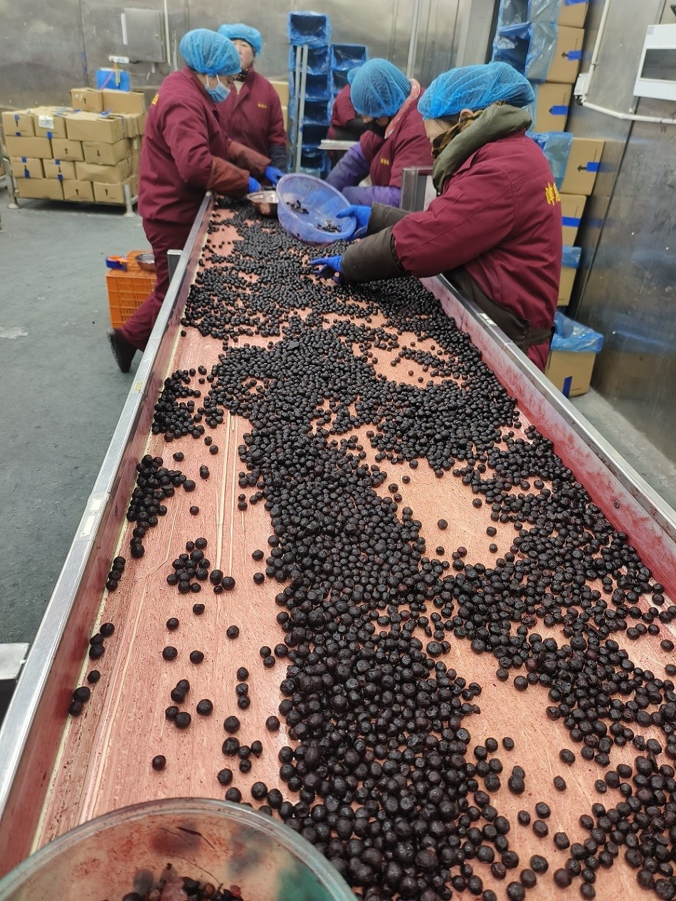 Frozen Blueberry Frozen Blueberry