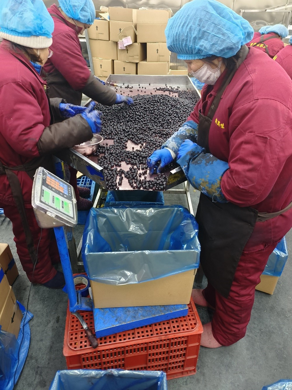 freezing buleberry freezing buleberry