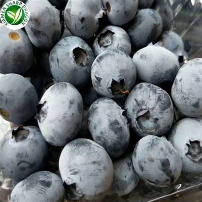 Ósykrað frosin bláber