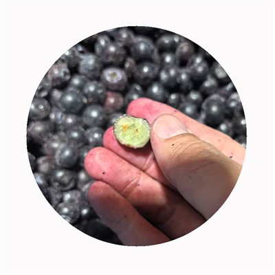 Frosinn Bláber í lausu