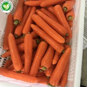 Flytja ferskan gulrót