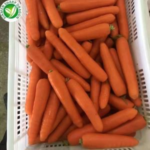 Fresh gulrætur lífrænt