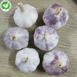 Ferskur hvítlaukur Venjulegur hvítur