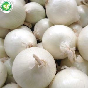 Ferskt hvítlaukaljós