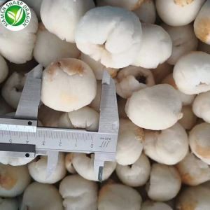 Frosinn Lychee ávöxtur