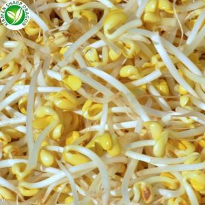 Frosinn Mung baunaspíra