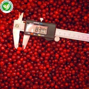 IQF Lingonberry ávöxtur