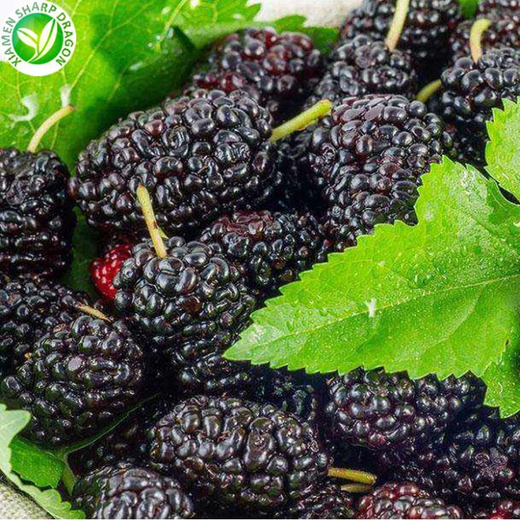 Frosinn Mulberry ávöxtur