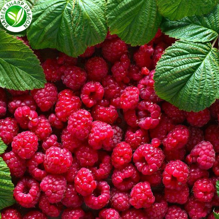 Raspberry Fruit Price Per Kg