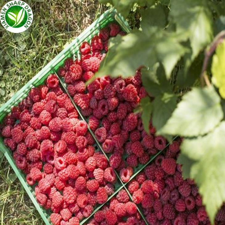 Raspberry Fruit Price Per Kg