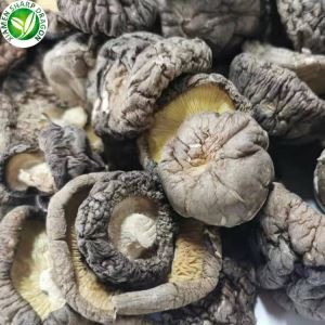 Þurrkaðir Shiitake sveppir nálægt mér