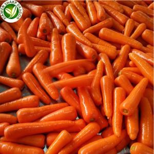 Fresh gulrót Kaupandi