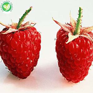 Fersk frosin hindber