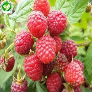 Frosin hindber Kostnaður