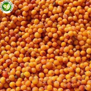 Frosin sjó Buckthorn ber til sölu