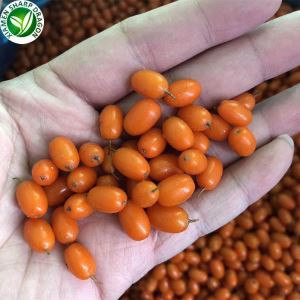 Frosinn sjó Buckthorn ávöxtur