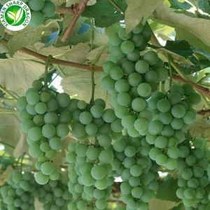 Græn vínber til sölu í vikunni