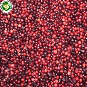 Lingonberry ávaxtatímabil