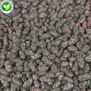 Mulberry ávaxta árstíð