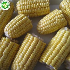 Yellow Corn Heildverslun