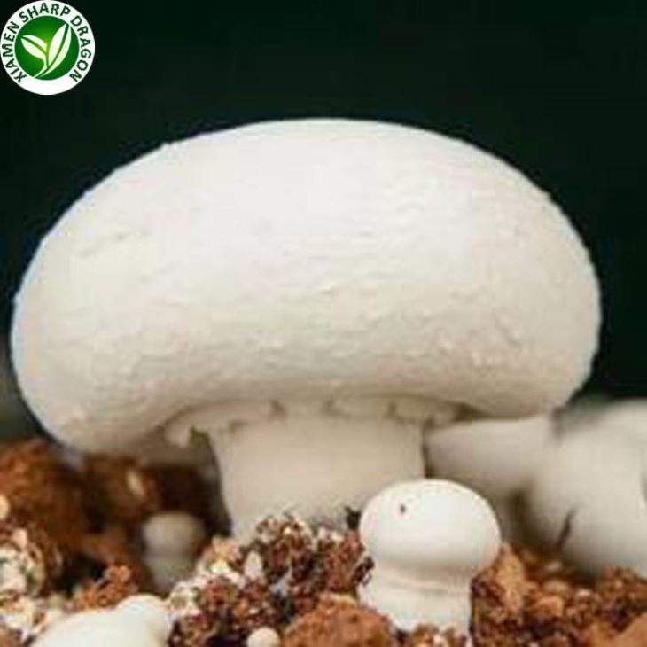 Hagur af hvítum sveppum