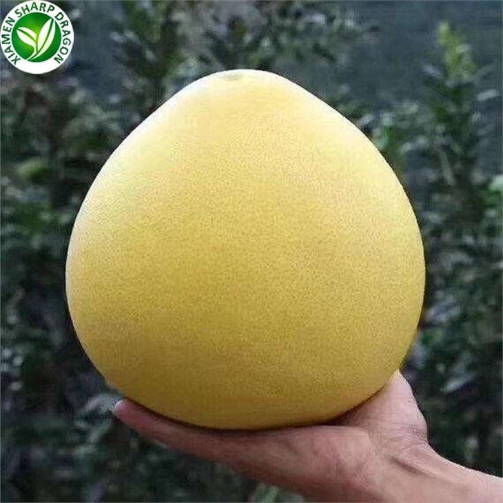 Nýtt greipaldin til sölu