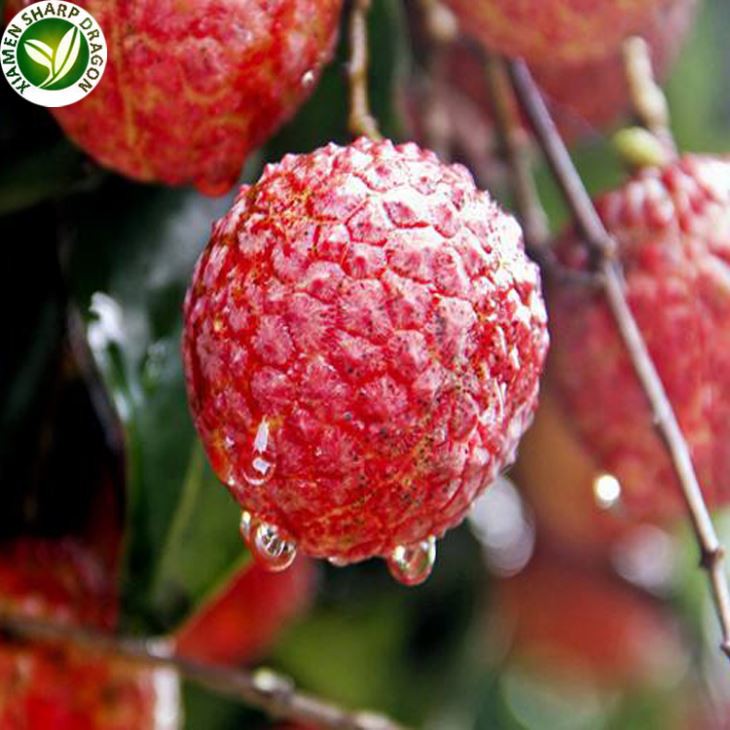 Lychee ávaxta árstíð