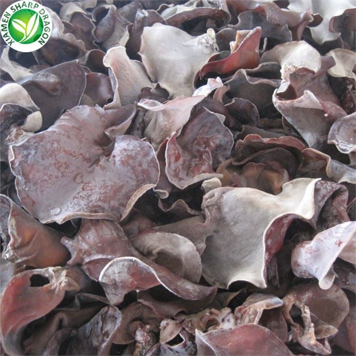 Iqf svartur sveppur til sölu