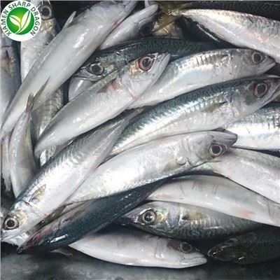 Magnfrystur makrílfiskur