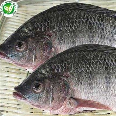 Frosinn sjávarfang Tilapia Heildverslun