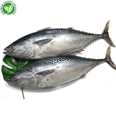 IQF Seafood Frosinn Bonito Fish Of Market