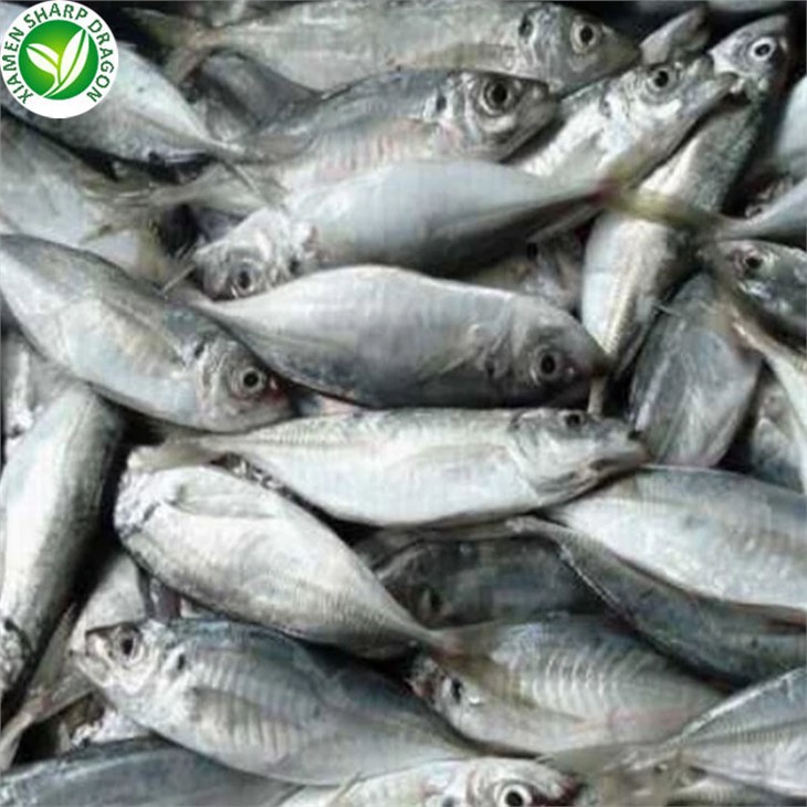 Frozen Horse Mackerel