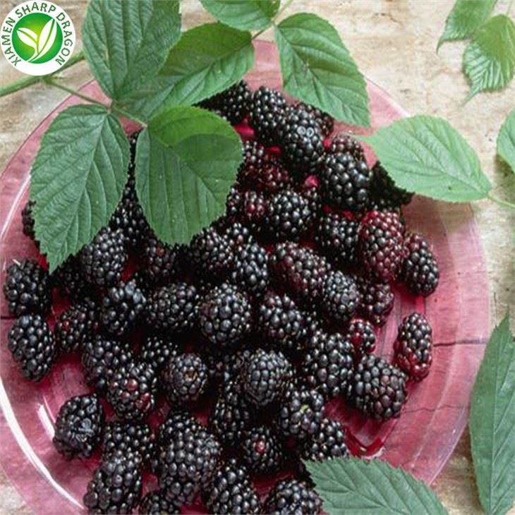 Frozen Stalkless Mulberry