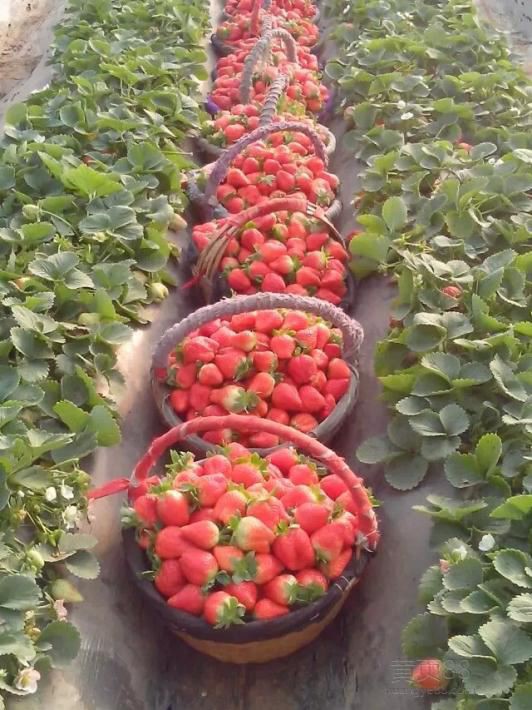 cheap frozen strawberries